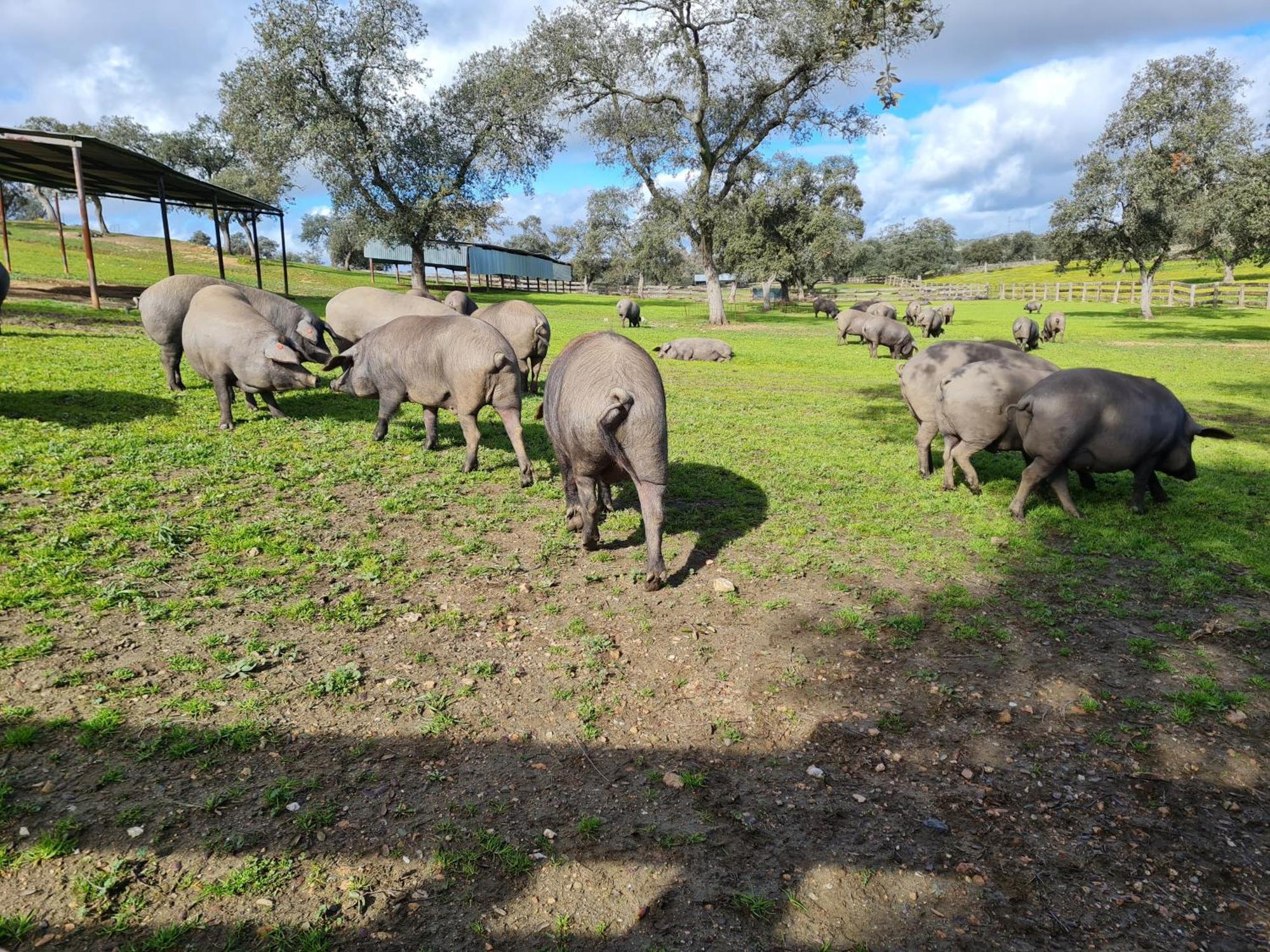 Alojamiento Rural Finca Barral El Garrobo Exterior foto